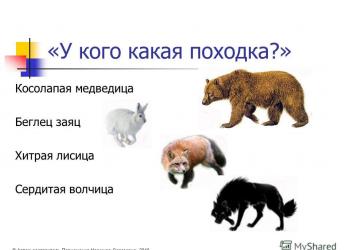 Буква Ц презентация к уроку по русскому языку (1 класс) на тему Тот ничего не изучает